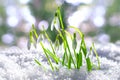 Snowdrops in the snow, spring white flower on blur background. Close up with selective focus. Beautifull snowdrop flower coming