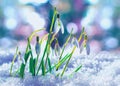 Snowdrops in the snow, spring white flower on blur background. Close up with selective focus. Beautifull snowdrop flower coming