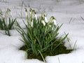 Snowdrops in snow