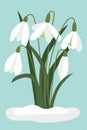 Snowdrops in the snow. Vector, white small flowers. Symbol of the arrival of spring. The first flowers, delicate light forest Royalty Free Stock Photo