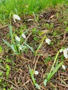 Snowdrops Spring In February flowers garden Royalty Free Stock Photo