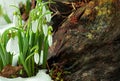 Snowdrops spring flower