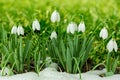 Snowdrops spring flower