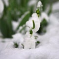 Snowdrops spring flowers. Beautifully blooming in the grass at sunset. Delicate Snowdrop flower is one of the spring symbols. Ama Royalty Free Stock Photo