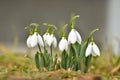 Snowdrops spring flowers. Beautifully blooming in the grass at sunset. Delicate Snowdrop flower is one of the spring symbols. Ama Royalty Free Stock Photo