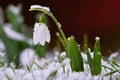 Snowdrops spring flowers. Beautifully blooming in the grass at sunset. Delicate Snowdrop flower is one of the spring symbols. Ama Royalty Free Stock Photo