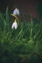 Snowdrops spring flowers. Beautifully blooming in the grass at sunset. Delicate Snowdrop flower is one of the spring symbols. Ama