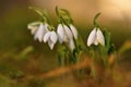 Snowdrops spring flowers. Beautifully blooming in the grass at sunset. Delicate Snowdrop flower is one of the spring symbols. Ama Royalty Free Stock Photo