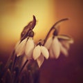 Snowdrops spring flowers. Beautifully blooming in the grass at sunset. Delicate Snowdrop flower is one of the spring symbols. Ama Royalty Free Stock Photo