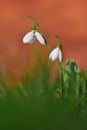 Snowdrops spring flowers. Beautifully blooming in the grass at sunset. Delicate Snowdrop flower is one of the spring symbols. Ama Royalty Free Stock Photo