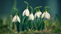 Snowdrops spring flowers. Beautifully blooming in the grass at sunset. Delicate Snowdrop flower is one of the spring symbols. Ama Royalty Free Stock Photo