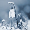 Snowdrops spring flowers. Beautifully blooming in the grass at sunset. Delicate Snowdrop flower is one of the spring symbols. Ama Royalty Free Stock Photo