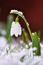 Snowdrops spring flowers. Beautifully blooming in the grass at sunset. Delicate Snowdrop flower is one of the spring symbols. Ama Royalty Free Stock Photo