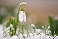 Snowdrops spring flowers. Beautifully blooming in the grass at sunset. Delicate Snowdrop flower is one of the spring symbols. Ama Royalty Free Stock Photo