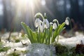 Snowdrops spring flowers. Delicate snow flower, symbol of spring, end of winter. Fresh green white snowdrop growing in the forest