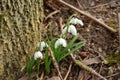 Snowdrops, spring flowers
