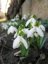 Snowdrops in spring garden