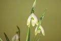 Snowdrops in spring on green background