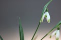 Snowdrops in spring on grey background