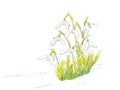 Snowdrops in spring watercolor illustration