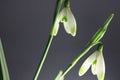 Snowdrops in spring isolated on white background