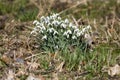 Snowdrops in spring Royalty Free Stock Photo