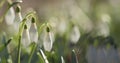 Snowdrops in spring morning closeup photo Royalty Free Stock Photo