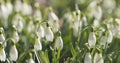 Snowdrops in spring morning closeup photo Royalty Free Stock Photo