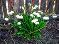 snowdrops spring near a fence.this delicate flower symbolizes the beginning of spring Royalty Free Stock Photo