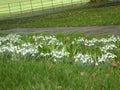 Snowdrops in spring Royalty Free Stock Photo