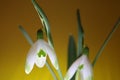 Snowdrops in spring