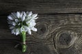 Snowdrops, 1st of March tradition white and red cord martisor isolated on wooden background Royalty Free Stock Photo