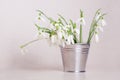 Snowdrops in steel bucket