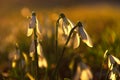 Snowdrops In Sunset