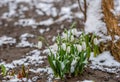 Snowdrops under the snow. Royalty Free Stock Photo