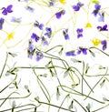Snowdrops and violets isolated on a white background