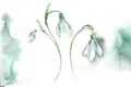 Snowdrops. White background. Watercolor hand-made botanical illustration.