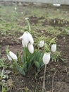 snowdrops white beautiful, flowers, delicate, green, in the snow, nature, plants forest