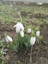 snowdrops white beautiful, flowers, delicate, green, in the snow, nature, plants forest