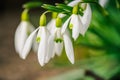 snowdrops, white blossoms standing out against a backdrop of green foliage Close-up. Royalty Free Stock Photo