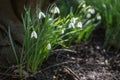 Snowdrops with white flowers growing next to a dark tree, first blossoms in winter or early spring in garden, park and forest,