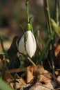 Snowdrops in white and nature