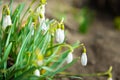 Snowdrops white spring flowers