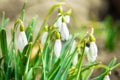 Snowdrops white spring flowers