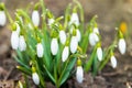 Snowdrops white spring flowers