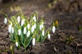 Snowdrops white spring flowers