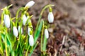 Snowdrops white spring flowers