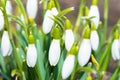 Snowdrops white spring flowers