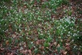 Snowdrops wildflowers in Wandlebury Country Park