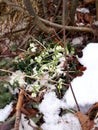 Snowdrops Will power